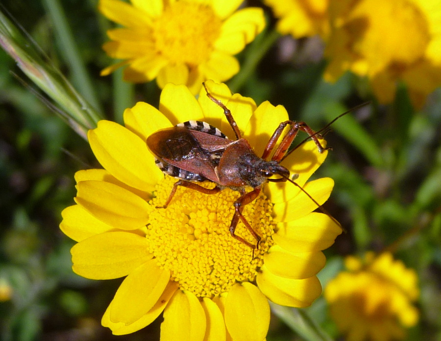 Reduvidae: Rhynocoris erythropus di Livorno